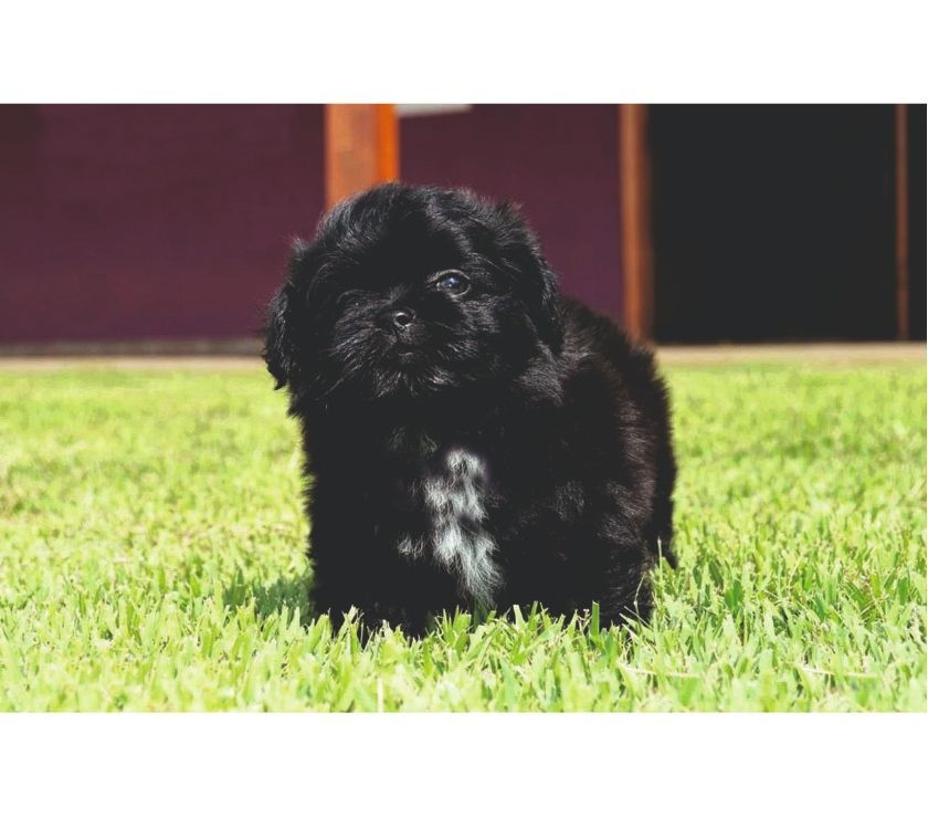 SHIH TZU MINI HEMBRITA NEGRA!! ACEPTO TARJETASENVIOS