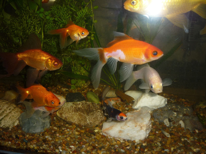 vendo peces de agua fria 20 por 750