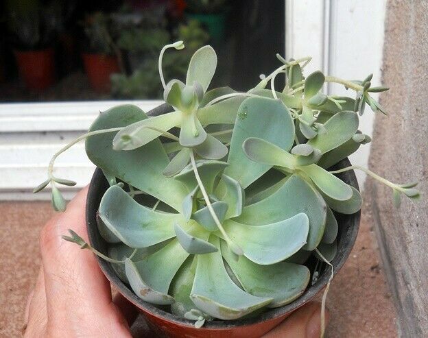 Orostachys Iwarenge maceta 9