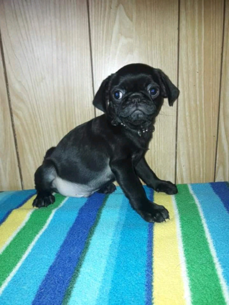 Pug carlino con F.C.A