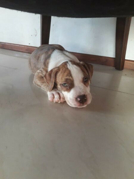 Vendo cschorra pitbull hermosa