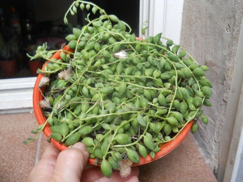 senecio citriformis bowl 18