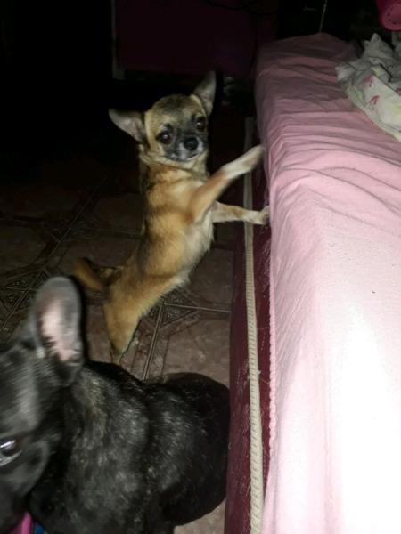 chihuahua hembra mini adulta con fca