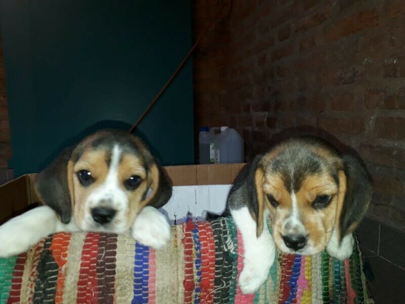 hermosos beagle cachorros