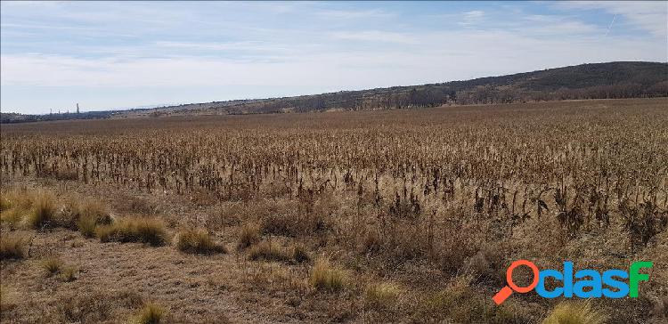 Campos en Pozo la Pampa (Panaholma)