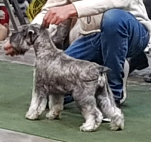 Dueña Vendo Schnauzer Miniatura