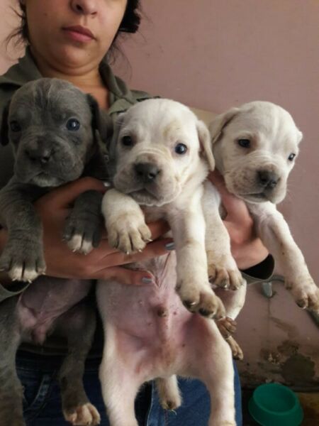 Cachorro cane corso