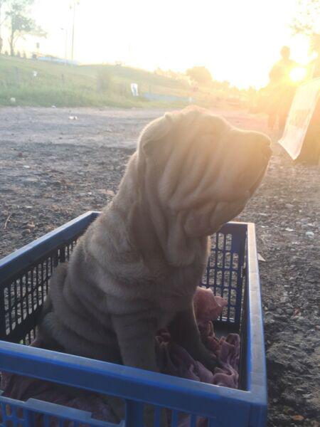 Cachorros Shar Pei