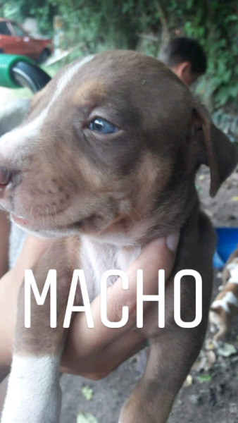 Cachorros pitbull.
