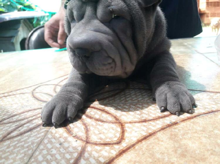 Vendo Perros Shar Pei Blue