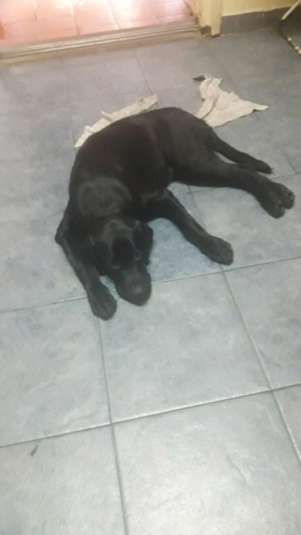 Vendo urgente labrador hembra 5 meses