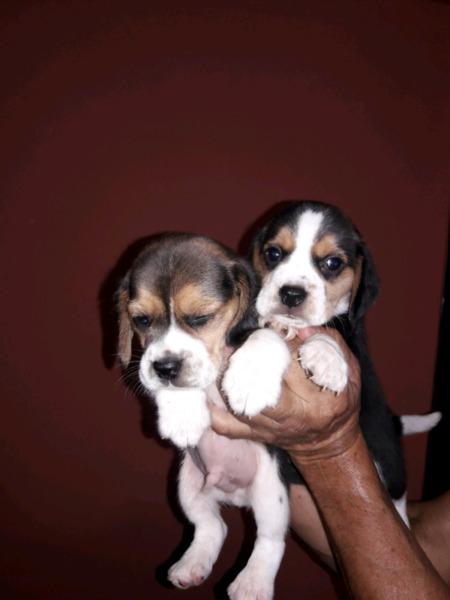 Cachorros beagles tricolor