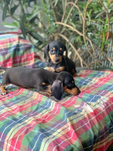 Dachshund mini en tigre desde