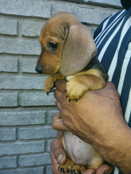 HERMOSAS SALCHICHAS MINI