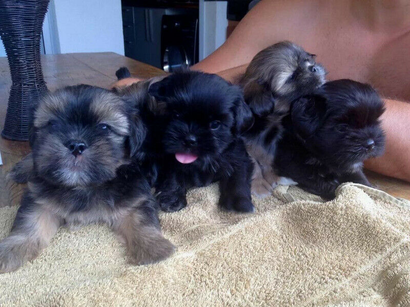 LHASA APSO MINI MARRONES Y NEGROS! ACEPTO TARJETAS/ ENVIOS