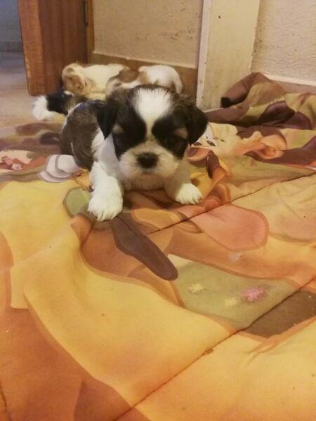 Vendo Cachorros shih tzu