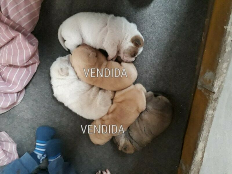 Vendo Hermosas Perritas Sharpei 