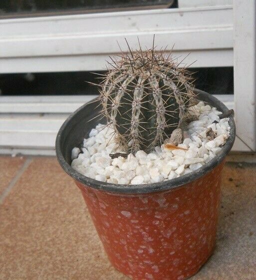 Cactus echinopsis haku jo en maceta 10