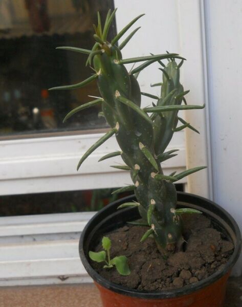 Cactus opuntia subulata monstruosa maceta 10