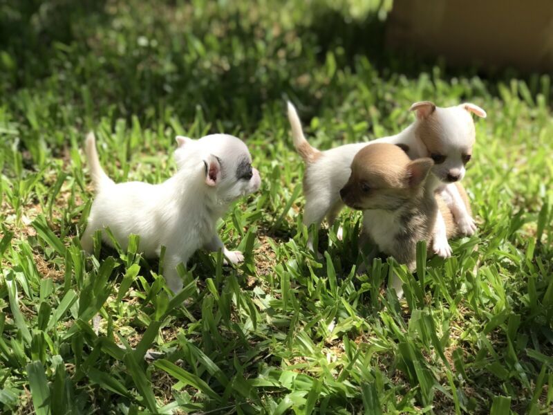 Chihuahua mini nene y nena