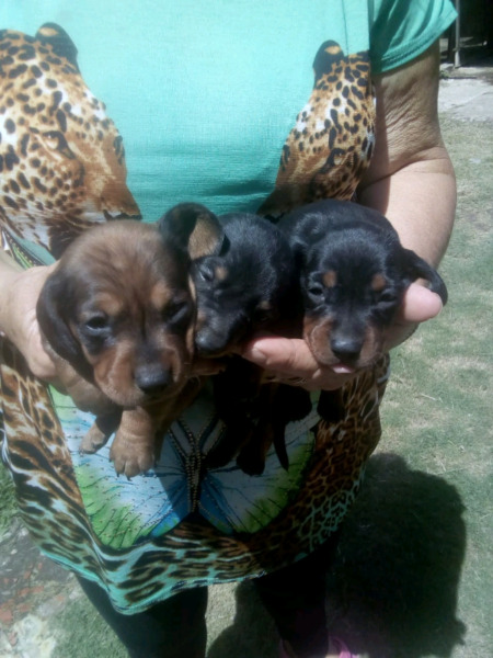 Perritos Salchichas minni