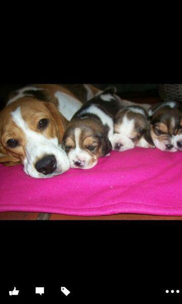 BEAGLE TRICOLOR HERMOSOS!!