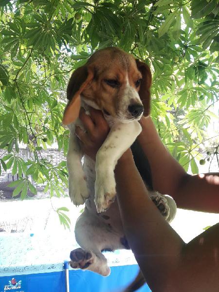 Beagle Hembra 2 Meses