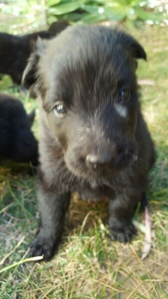 CACHORROS OVEJERO BELGA