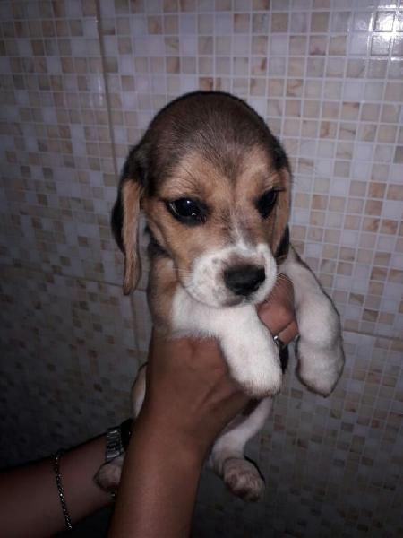 Cachorros Beagles Tricolor