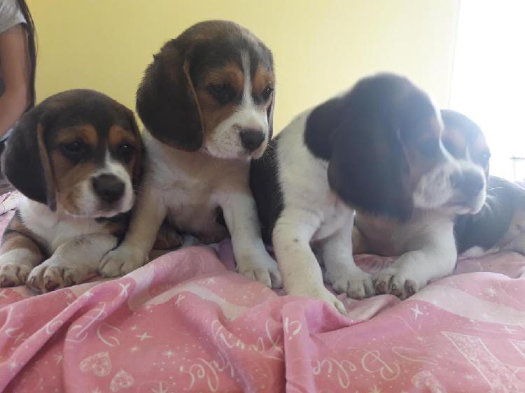 Cachorros beagles tricolor