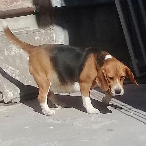 EXCELENTES BEAGLES.. Elegí el tuyo!