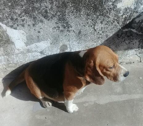 Excelentes Beagles mama con pedigree