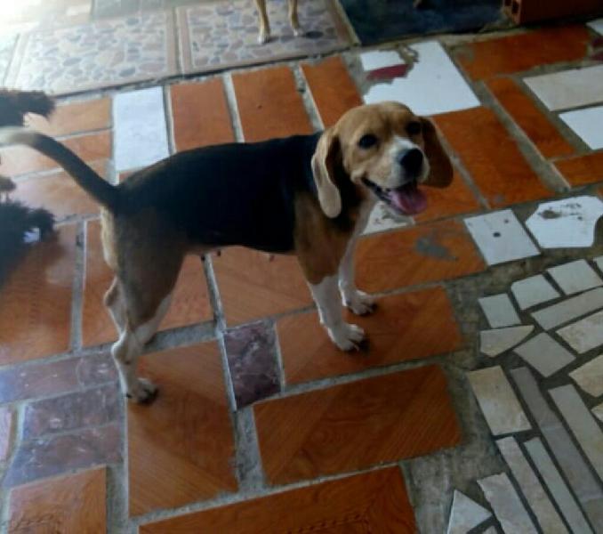 Hembra Beagle Precuosa Muy Docil Un Amor