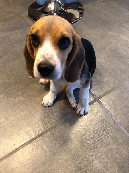 Ultima Beagle