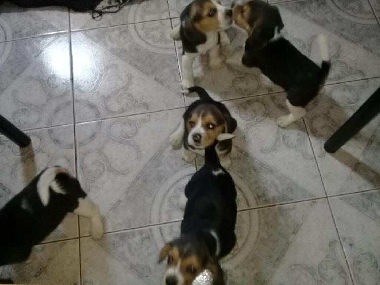 Vendo Cachorros Beagle Tricolor