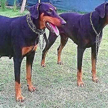 EXCELENTES CACHORROS DOBERMAN