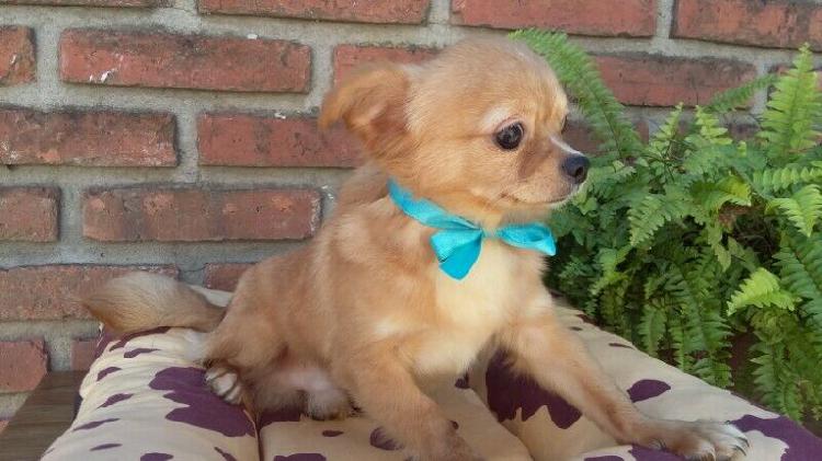 Hermosos Chihuahuas Machitos de 8 meses