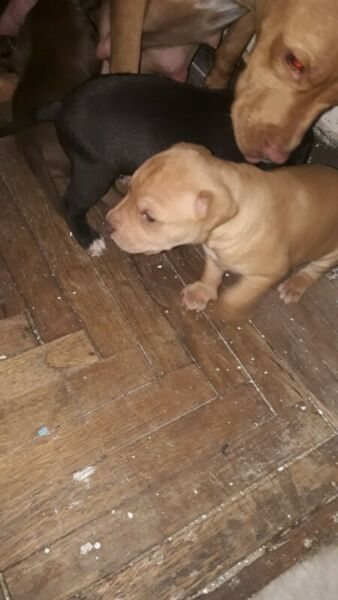 Raza pitbull beige