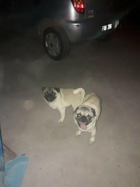 Venta de PugCarlino