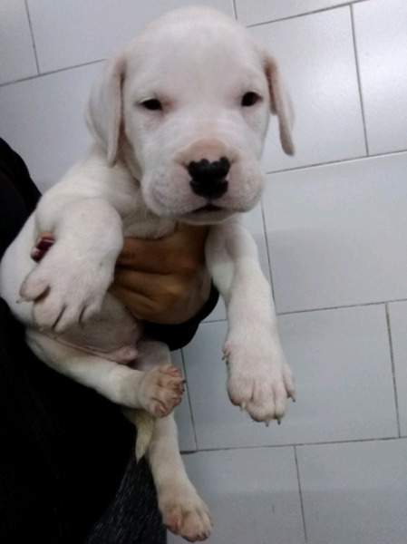 Cachorros dogo argentino!!!