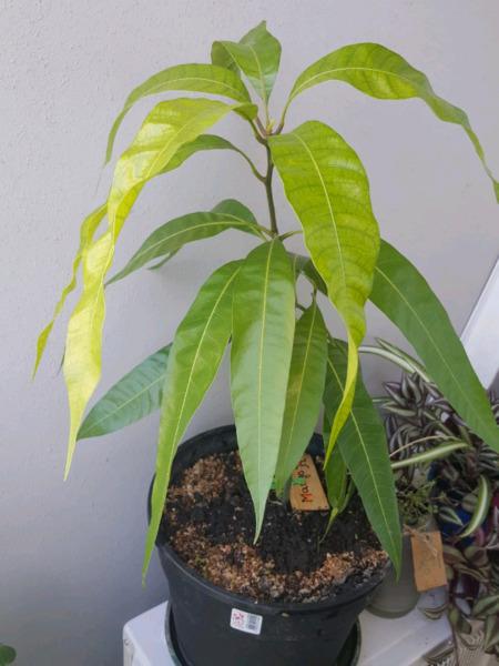 Arbol de mango hermoso (germinado de la semilla de un fruto