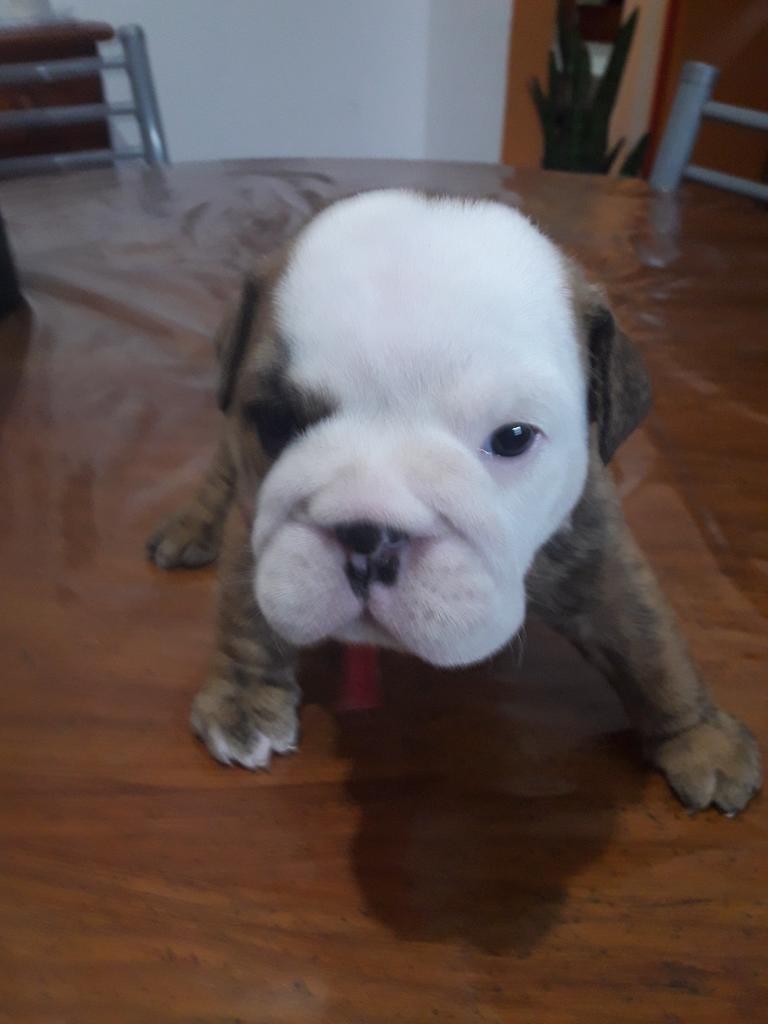 Vendo Bulldog Ingles