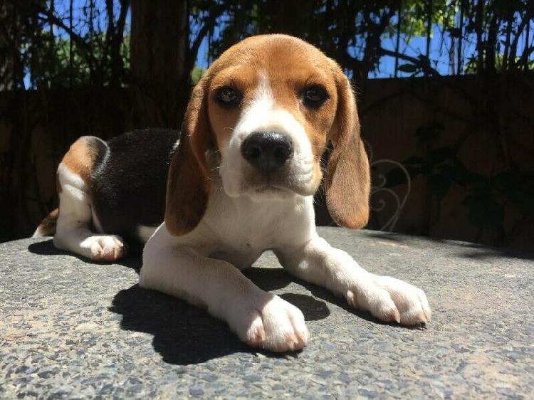 Vendo Cachorra Beagle