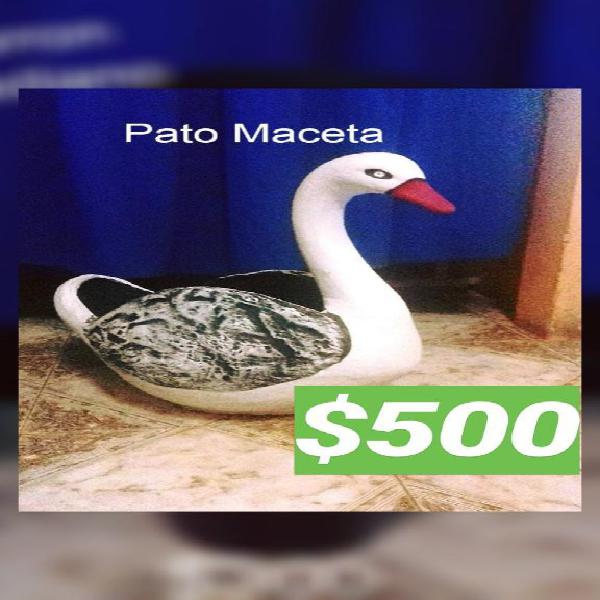 Pato Maceta