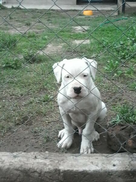 dogos argentinos excelente calidad