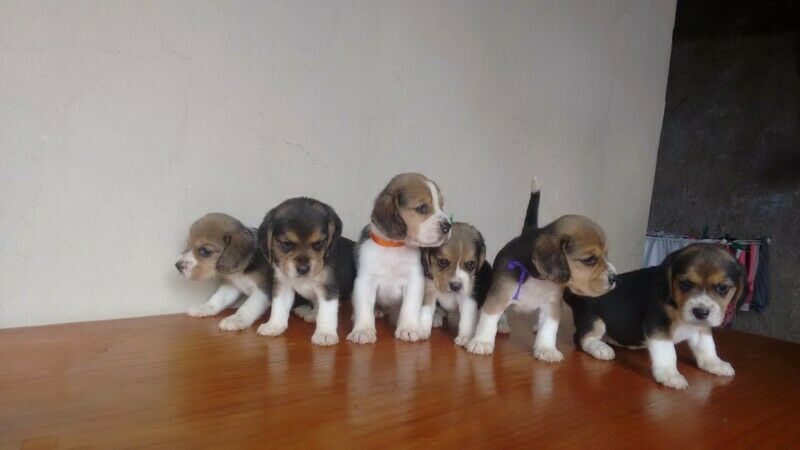 Cachorros beagles  tricolor 13 pulgadas listos