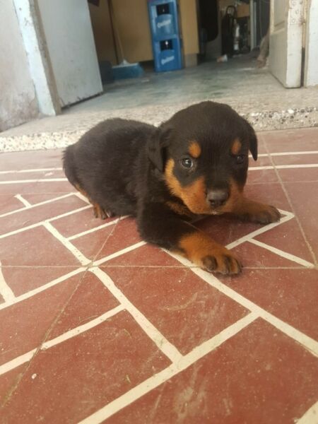 Vendo perritos rotwailer