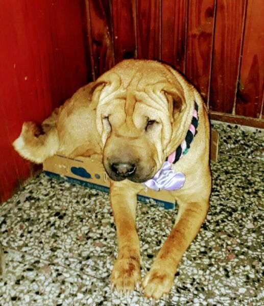 Hermoso cachorritos sharpei