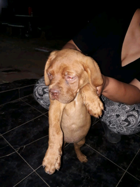 Hermosos cachorros dogo de Burdeos