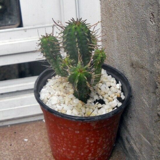 Planta Euphorbia mammilaris maceta 10